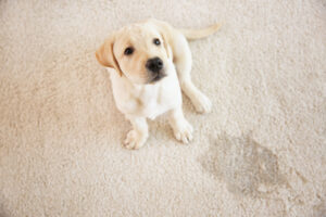 carpet-cleaning-pet-stains